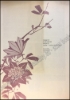 Afbeeldingen van Thirty Japanese Prints 18th-19th Century