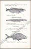 Afbeeldingen van Les pêcheries et les poissons du Congo