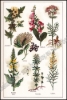 Afbeeldingen van Mon Docteur. Plantes Médicinales
