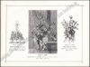 Afbeeldingen van Album du Fleuriste
