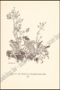 Afbeeldingen van J.M. Barrie's Peter Pan in Kensington Gardens. Illustrations by Arthur Rackham