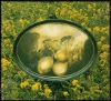 Afbeeldingen van Les lys et le tournesol ou Ganenou chez Yves Rhayé