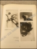 Afbeeldingen van Photographie Bauhaus 1919 - 1933