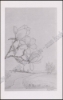 Afbeeldingen van De schaduw van witte bloemen