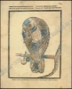 Afbeeldingen van Centsprenten - Catchpennyprints. Nederlandse Volks- en kinderprenten - Dutch Popular- and Childrenprints