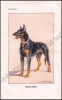 Afbeeldingen van Le Dressage du chien pour la garde et la défense