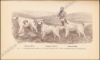 Afbeeldingen van Le Laverack Setter