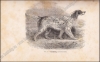 Afbeeldingen van Le Laverack Setter