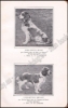 Afbeeldingen van Le Sporting Spaniel, suivi d'une étude sur le Cocker et les Auteurs contemporains