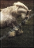 Afbeeldingen van Pride of the Shires. The Story of the Whitbread Horses