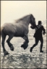 Afbeeldingen van Pride of the Shires. The Story of the Whitbread Horses