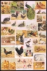 Afbeeldingen van Étude bibliographique sur les animaux de basse-cour + Supplément à l'étude