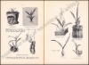 Afbeeldingen van Die Orchideen und ihre Kultur im Zimmer