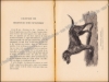 Afbeeldingen van Les chiens : chiens de luxe et d'utilité, chiens de chasse, nomenclature, description, élevage, hygiène et maladies