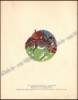 Afbeeldingen van Dodino le petit âne
