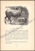 Afbeeldingen van Three hundred Æsop's fables literally translated from the greek