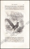 Afbeeldingen van Histoire Naturelle des Oiseaux, des Reptiles et des Poissons