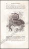 Afbeeldingen van Histoire Naturelle des Oiseaux, des Reptiles et des Poissons